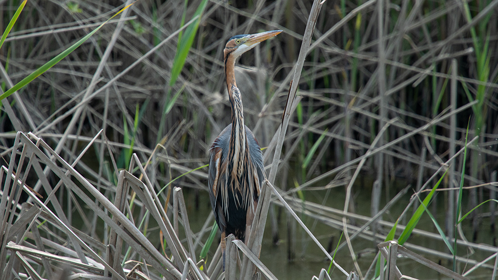 Erguvani balıkçıl