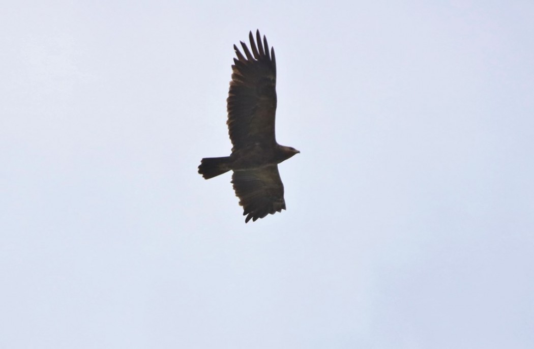 Küçük orman kartalı