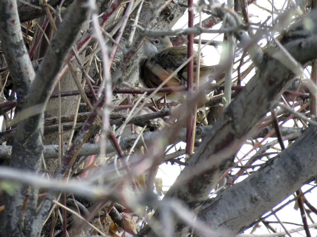 Akgerdanlı ötleğen