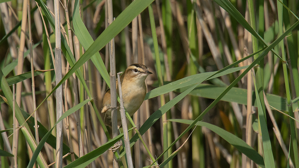 Kındıra kamışçını