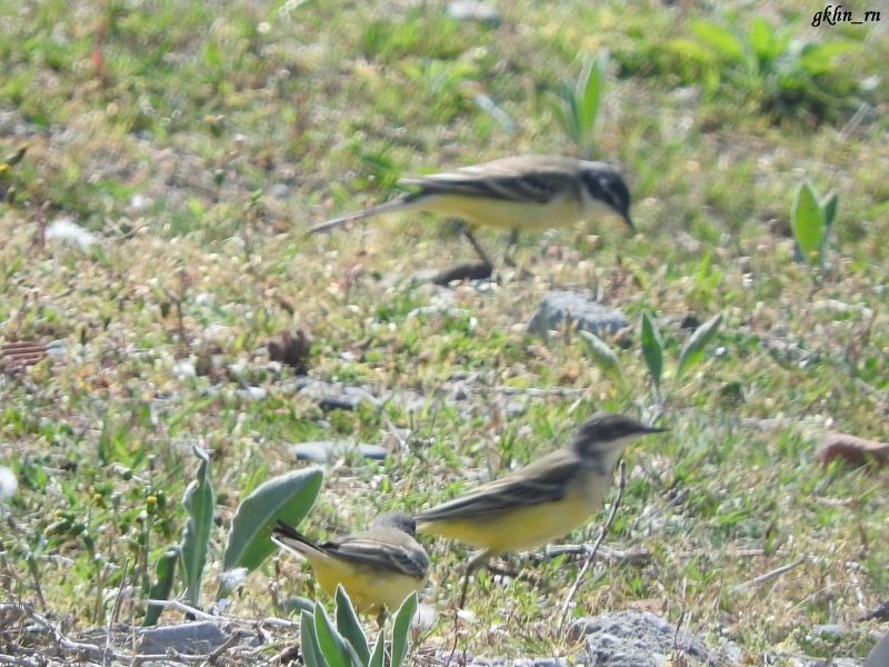 Sarı kuyruksallayan