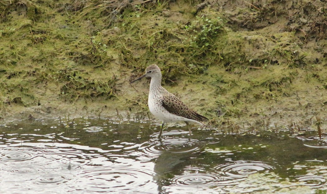 Bataklık düdükçünü