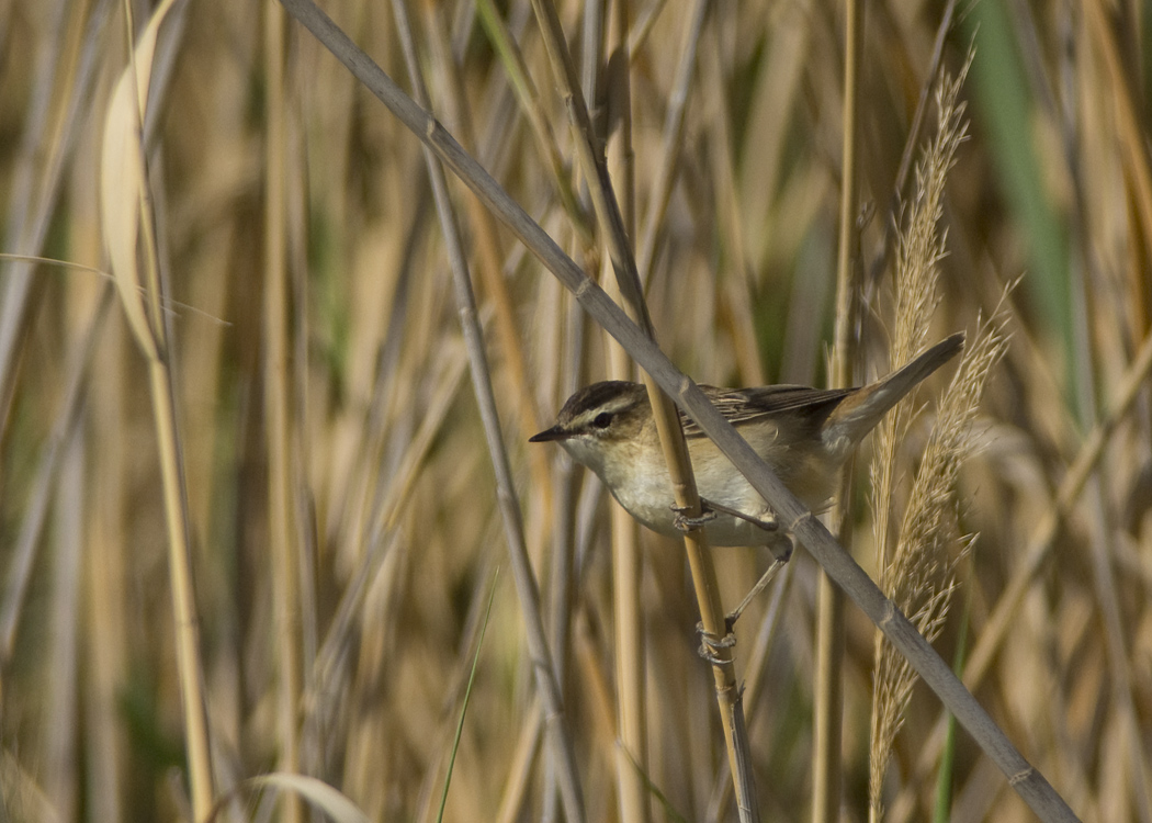 Kındıra kamışçını