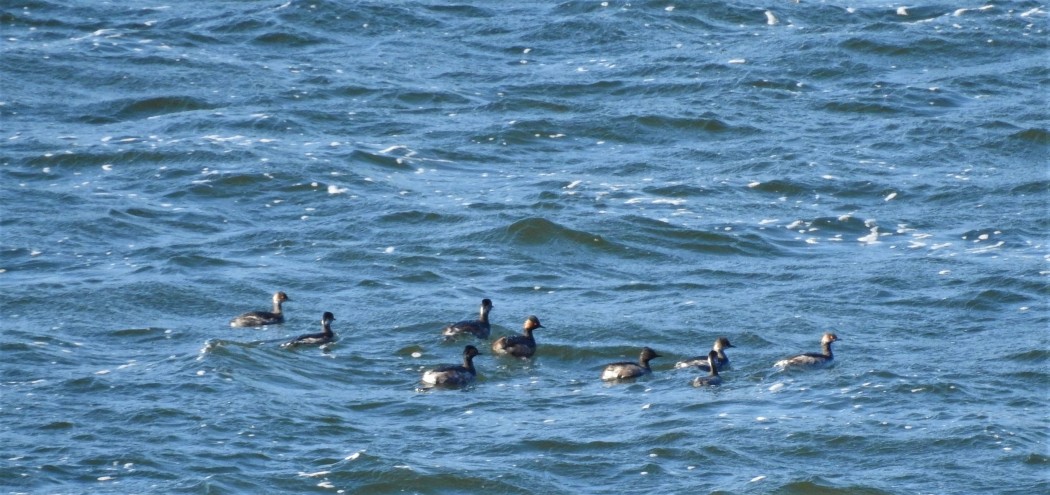 Karaboyunlu batağan