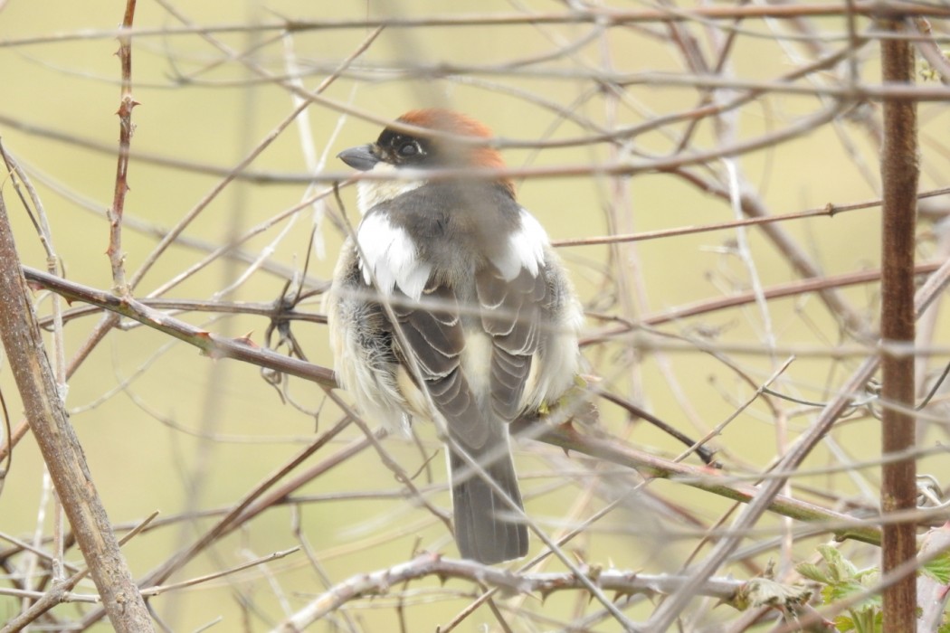 Kızılbaşlı örümcekkuşu