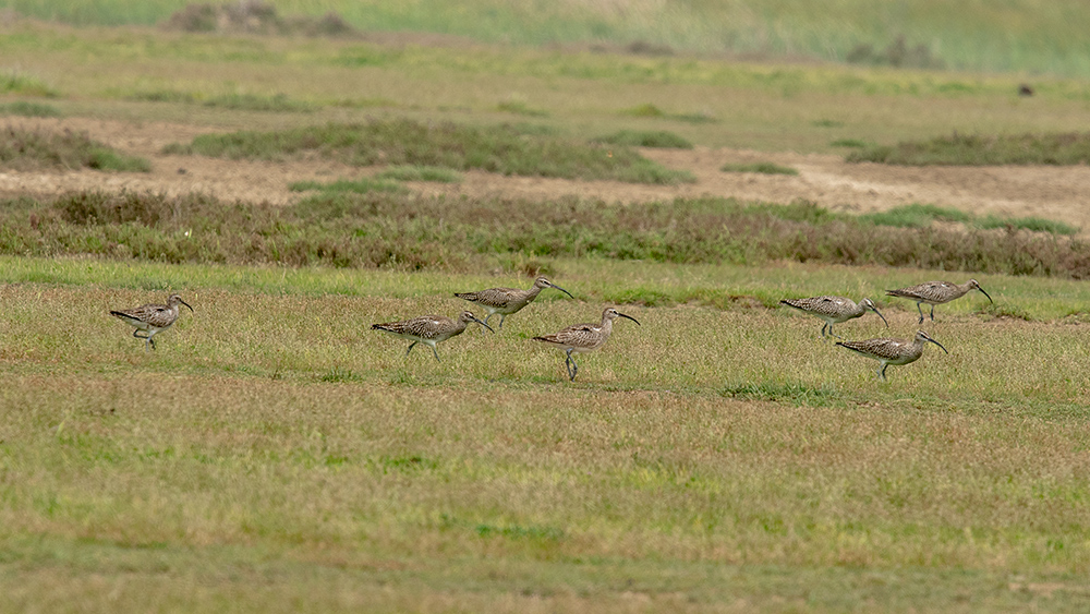 Sürmeli kervançulluğu