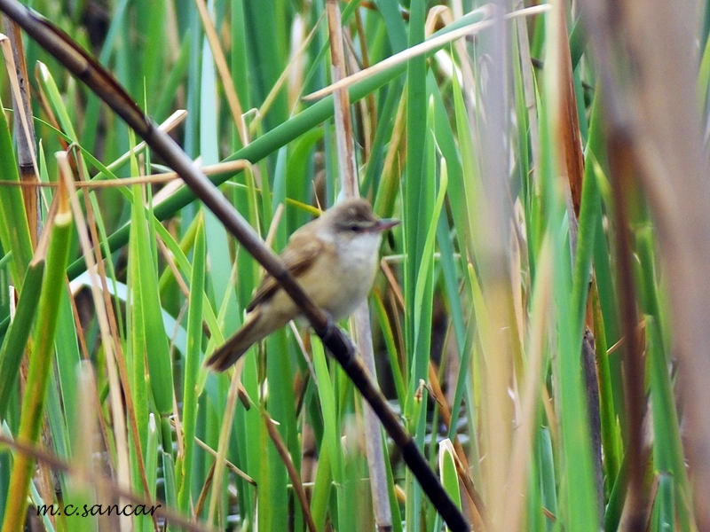 Büyük kamışçın