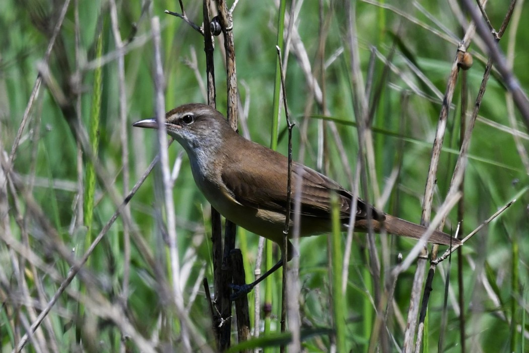 Büyük kamışçın