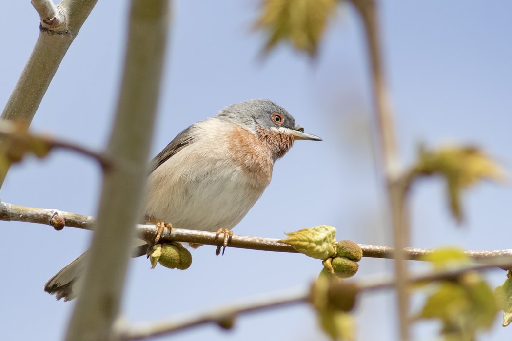 Bıyıklı ötleğen