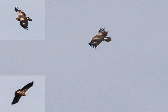 Küçük orman kartalı