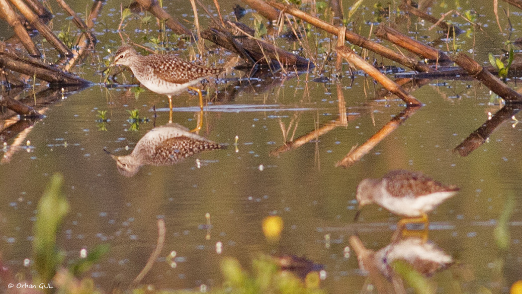 Orman düdükçünü