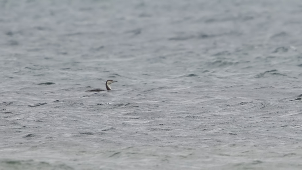 Karagerdanlı dalgıç