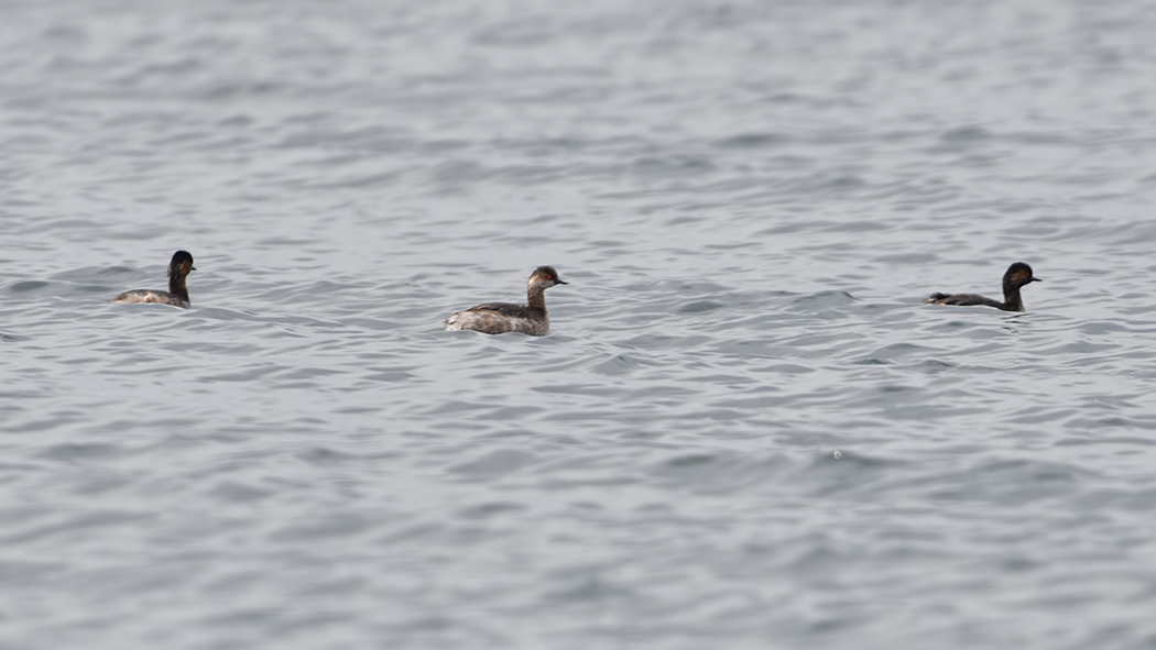 Karaboyunlu batağan