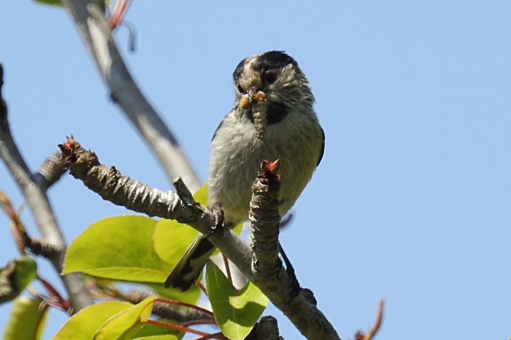 Uzunkuyruklu baştankara