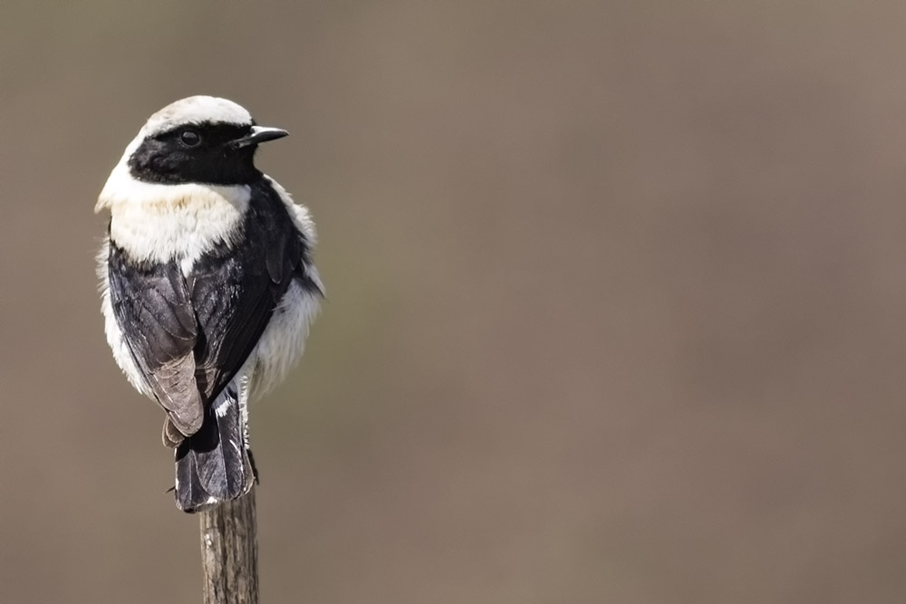 Karakulaklı kuyrukkakan