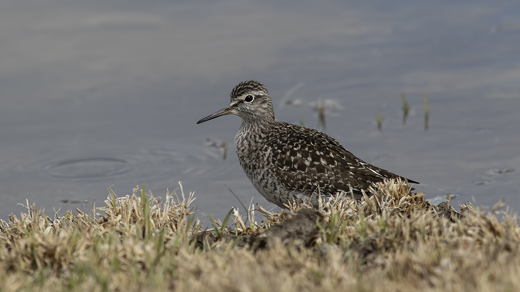 Orman düdükçünü