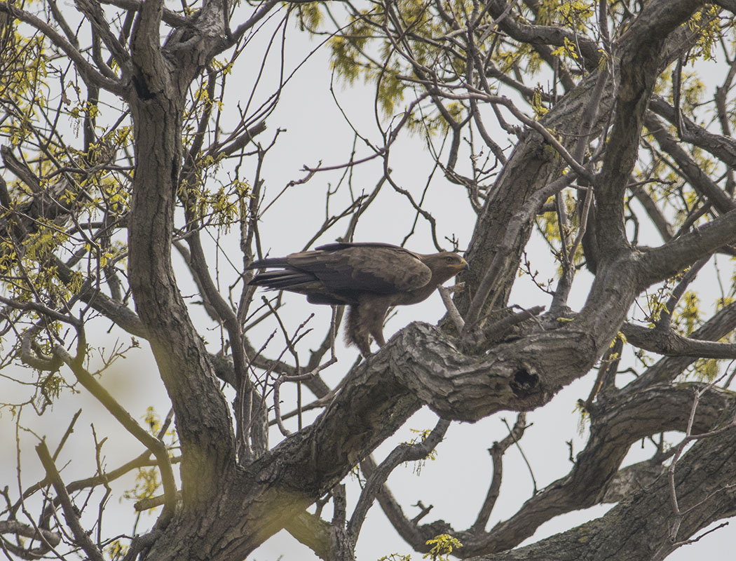 Küçük orman kartalı