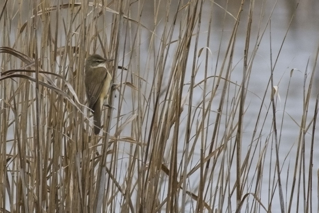 Büyük kamışçın