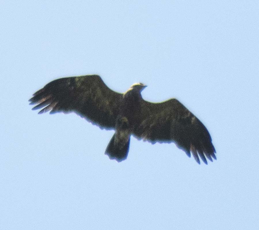 Küçük orman kartalı