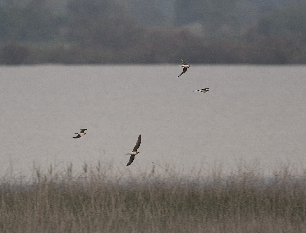 Bataklıkkırlangıcı
