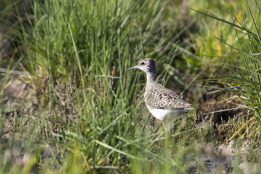 Orman düdükçünü