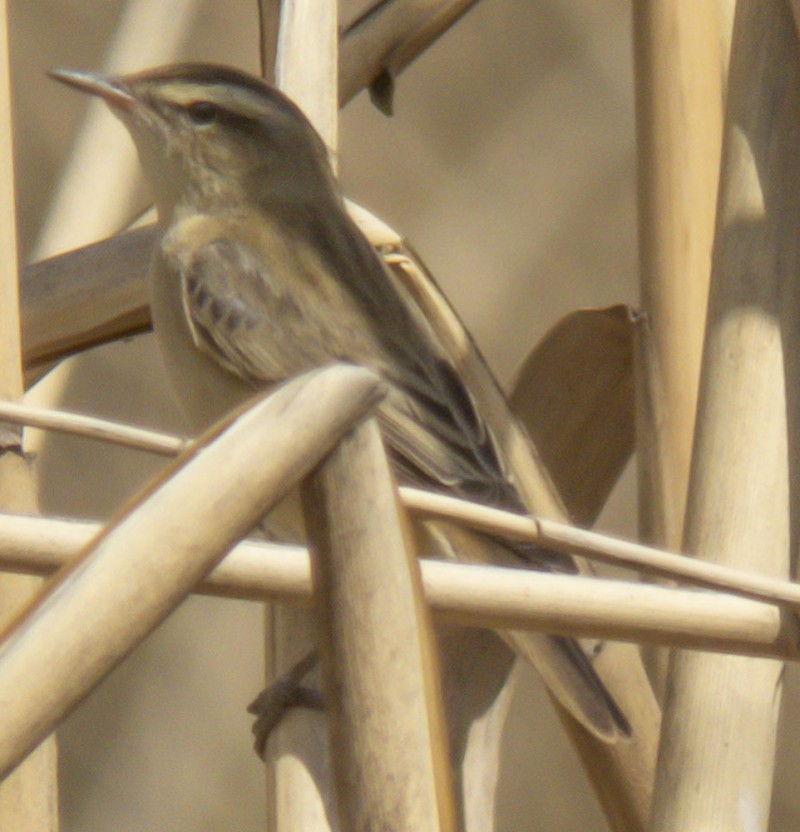 Kındıra kamışçını