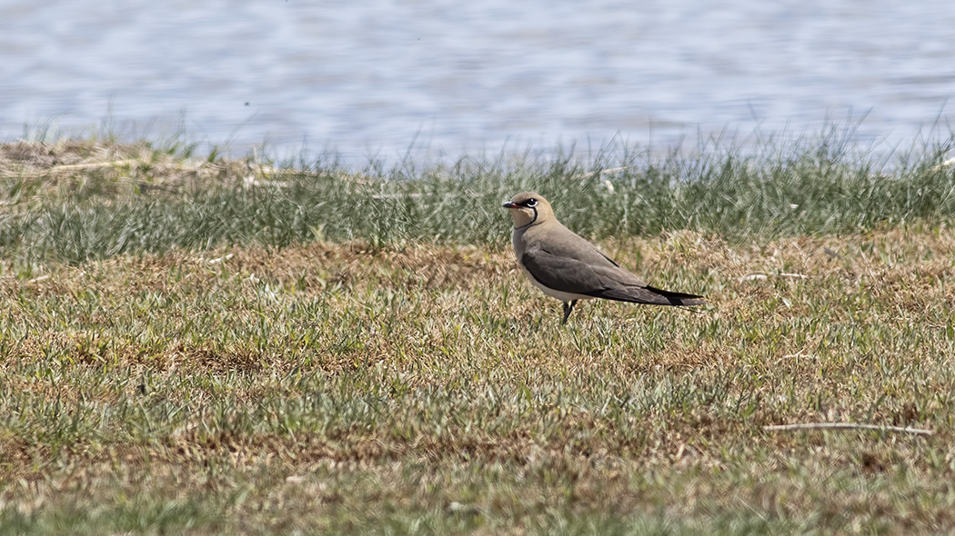 Bataklıkkırlangıcı
