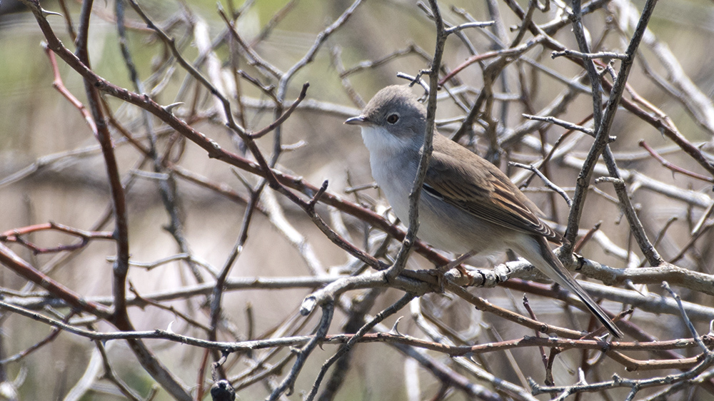 Akgerdanlı ötleğen