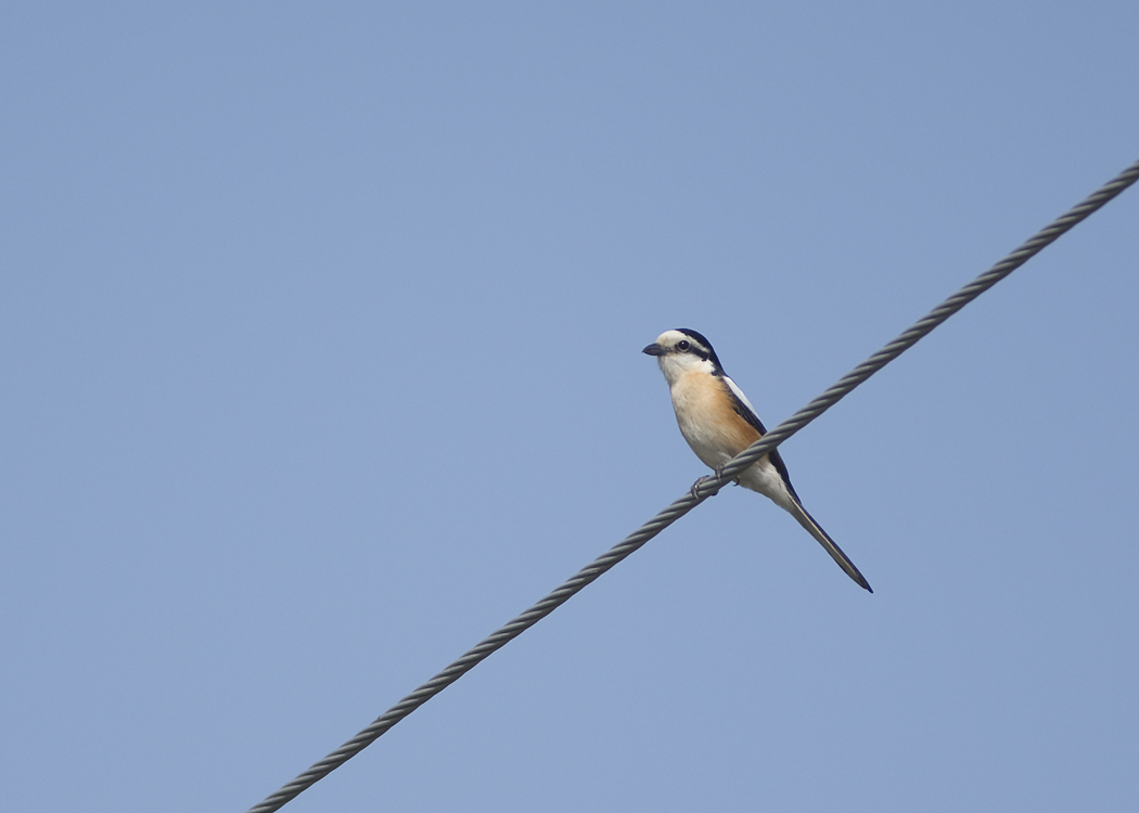 Maskeli örümcekkuşu