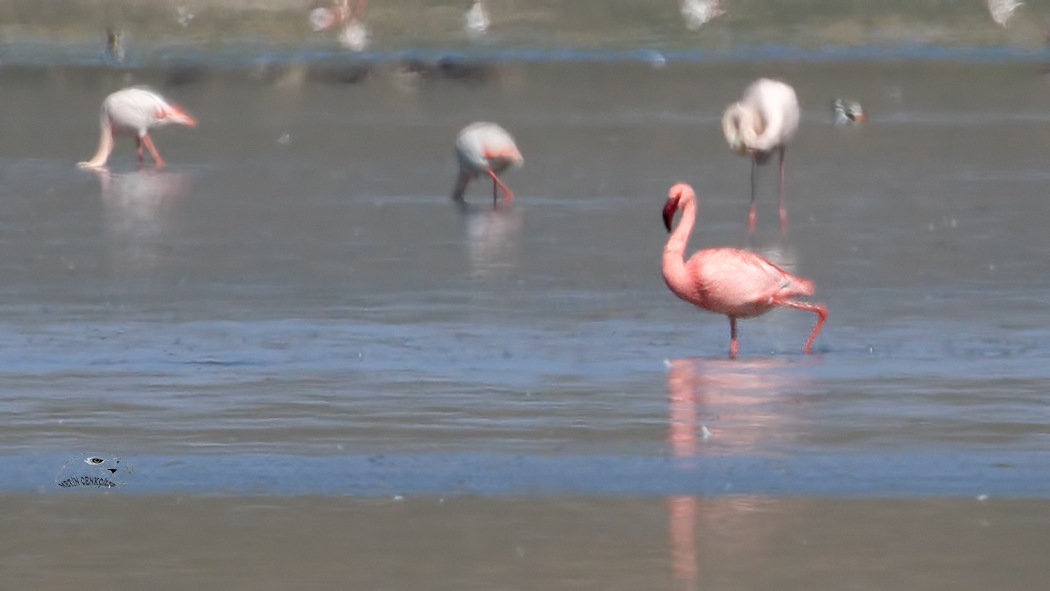 Küçük flamingo