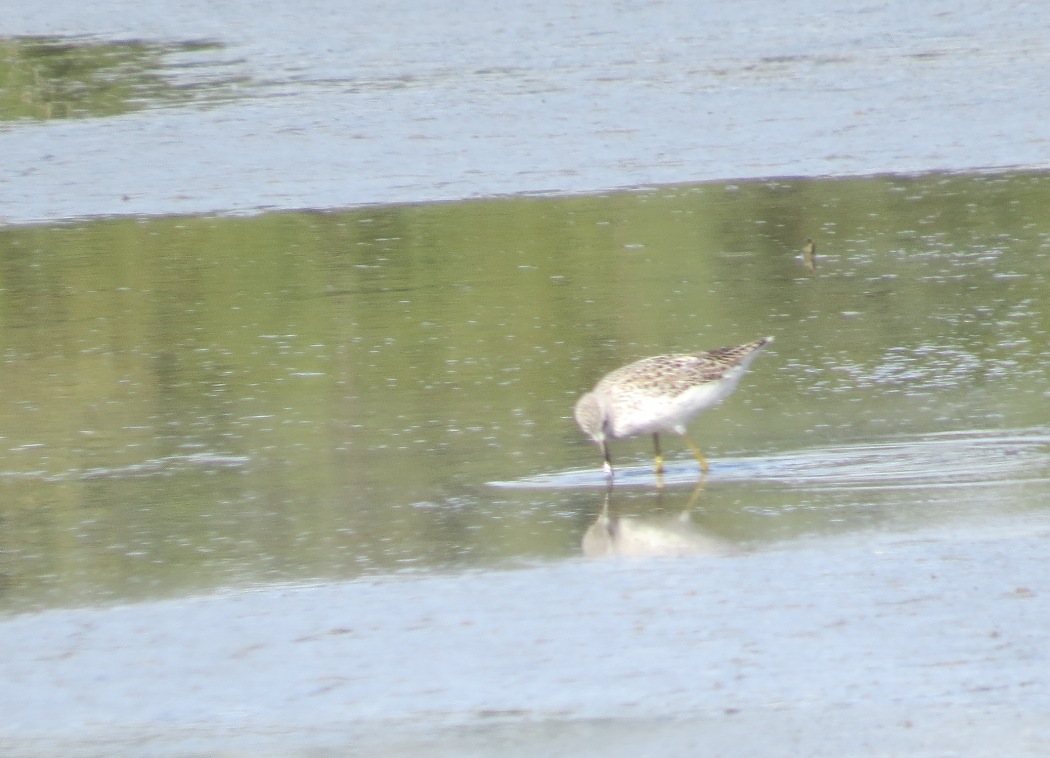 Bataklık düdükçünü