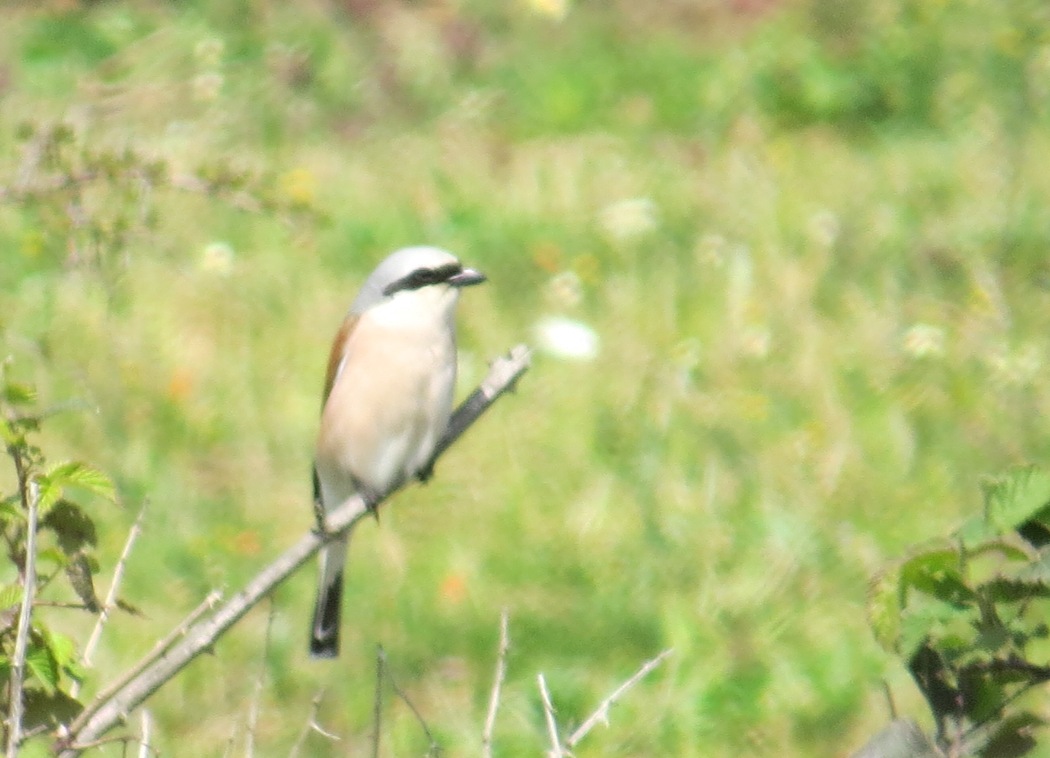 Kızılsırtlı örümcekkuşu