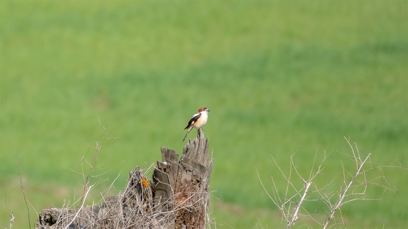 Kızılbaşlı örümcekkuşu