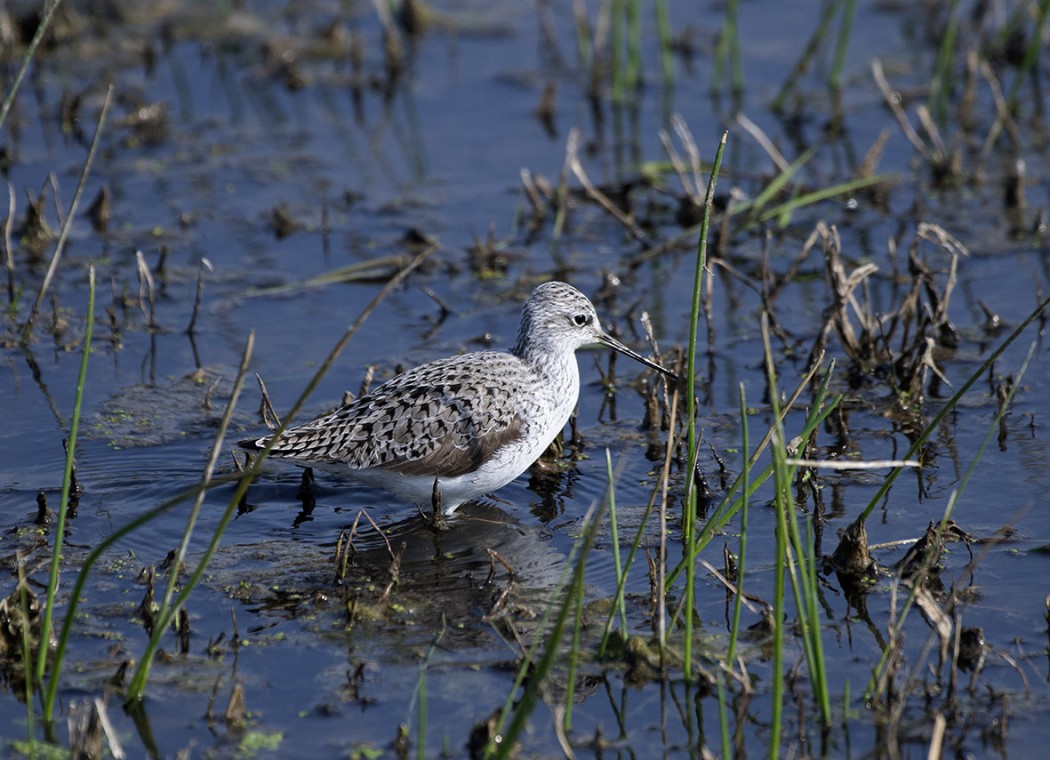Bataklık düdükçünü