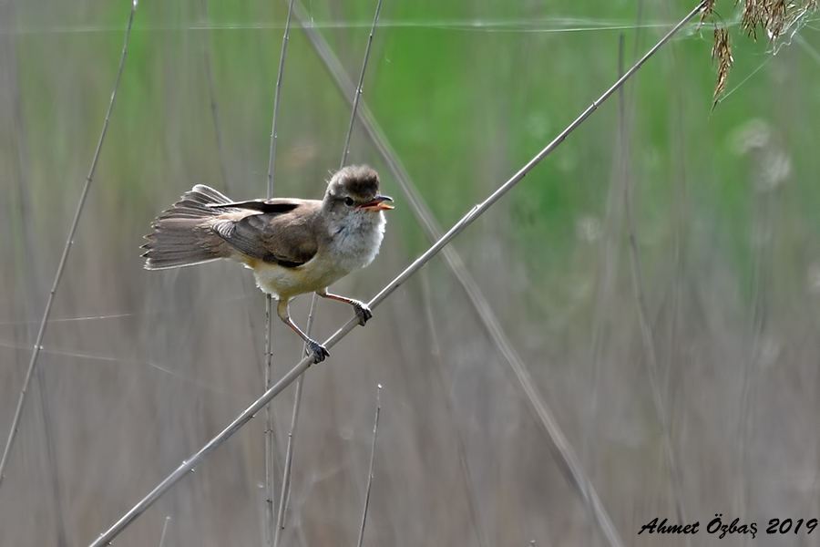 Büyük kamışçın