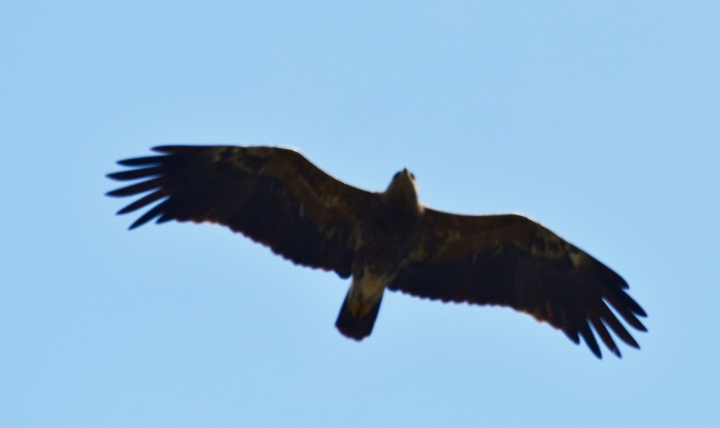 Küçük orman kartalı