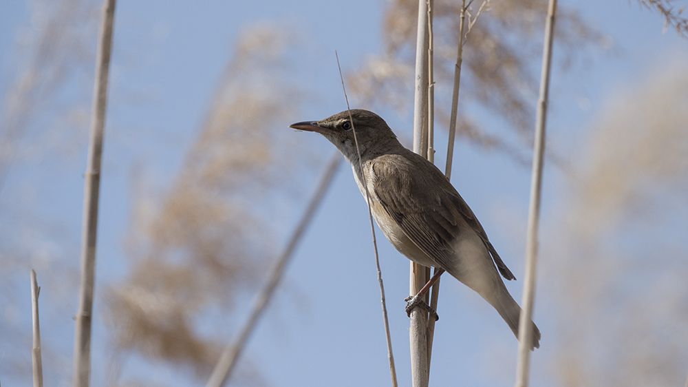 Büyük kamışçın