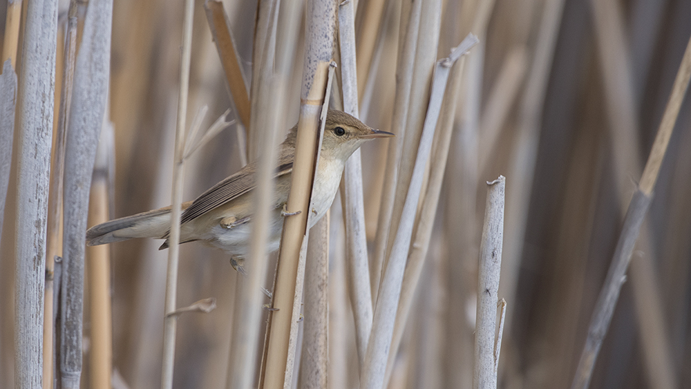 Çalı kamışçını