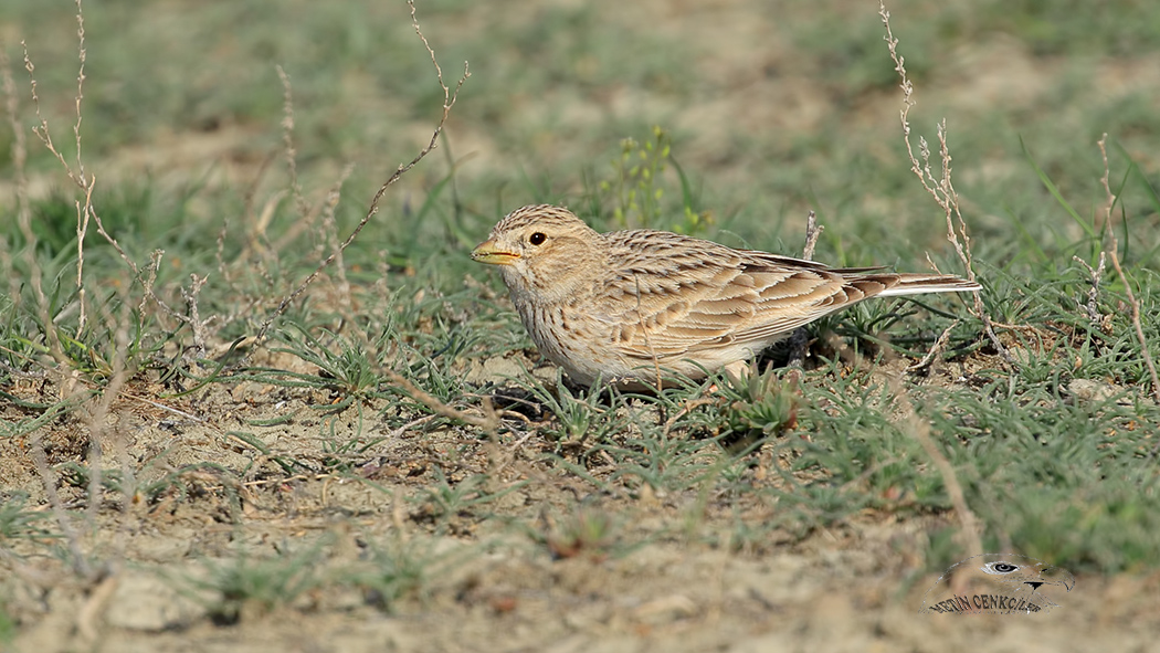 Türkistan çorak toygarı