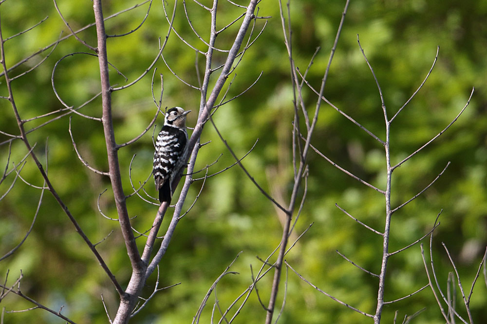 Küçük ağaçkakan