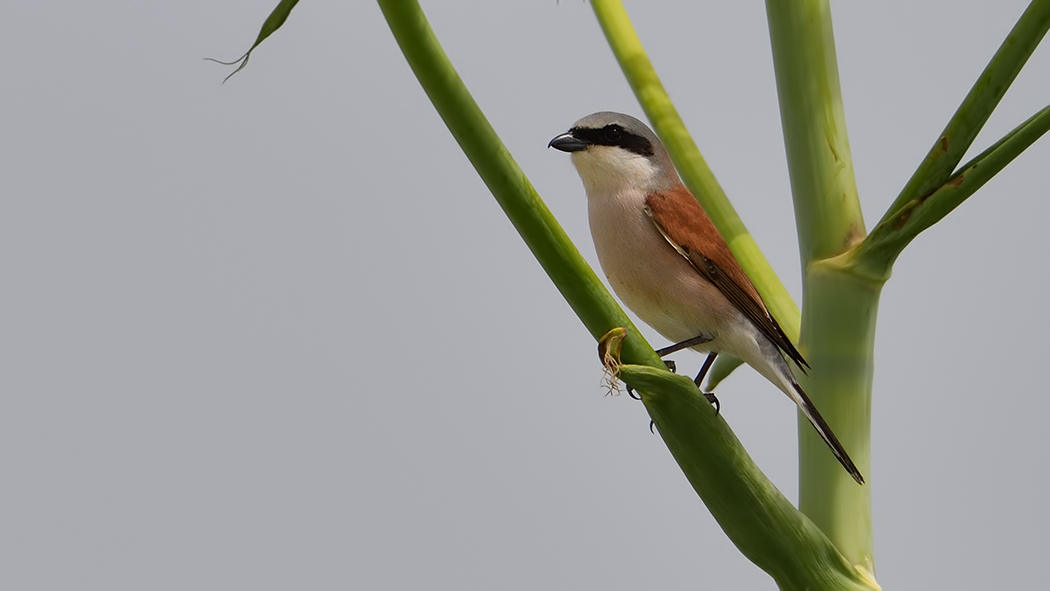 Kızılsırtlı örümcekkuşu