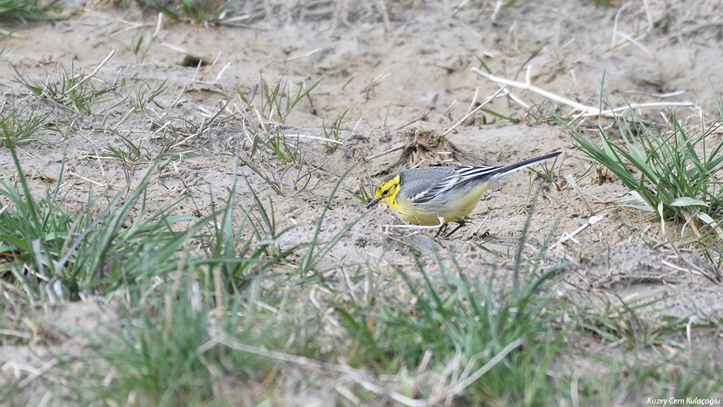 Sarıbaşlı kuyruksallayan