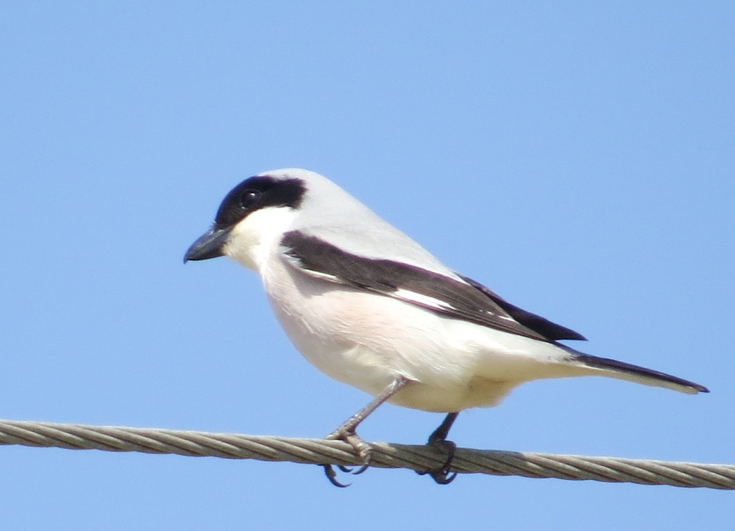 Karaalınlı örümcekkuşu
