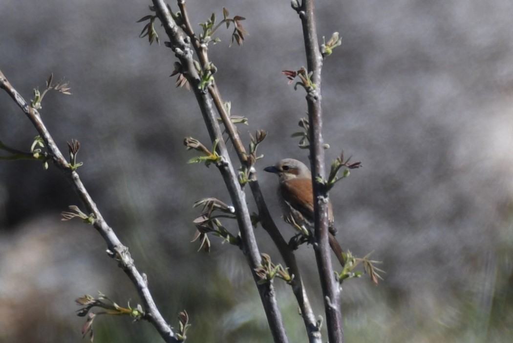 Kızılsırtlı örümcekkuşu