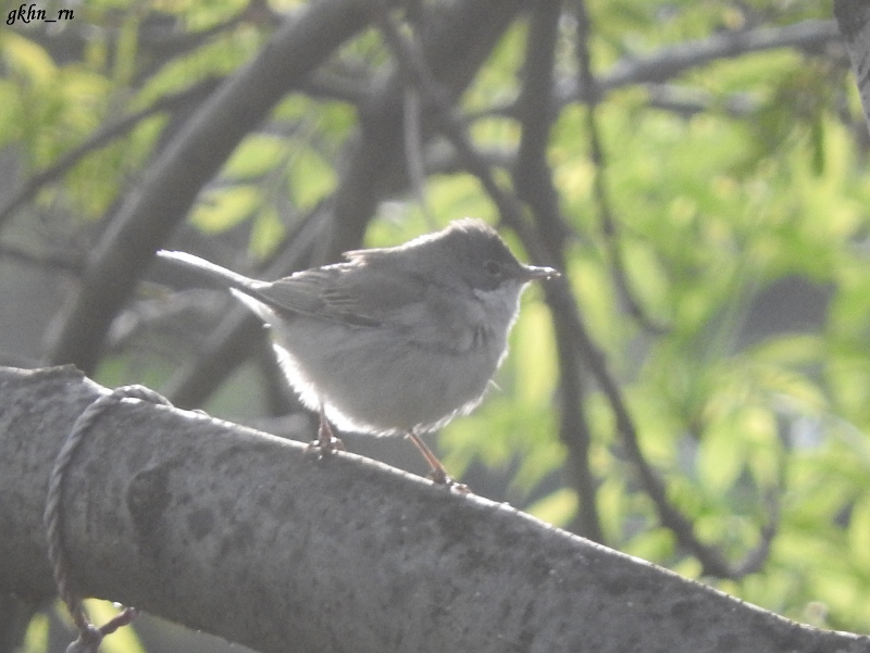 Akgerdanlı ötleğen