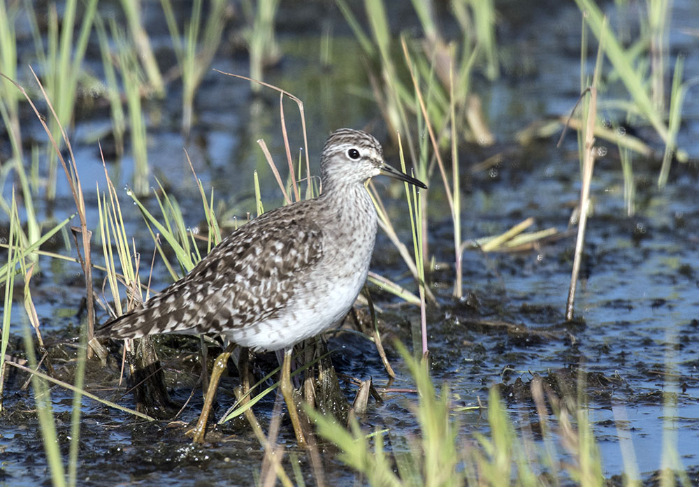 Orman düdükçünü