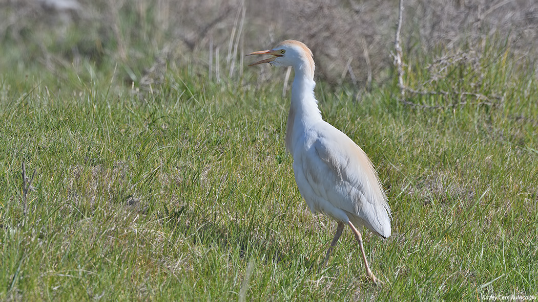 Sığır balıkçılı