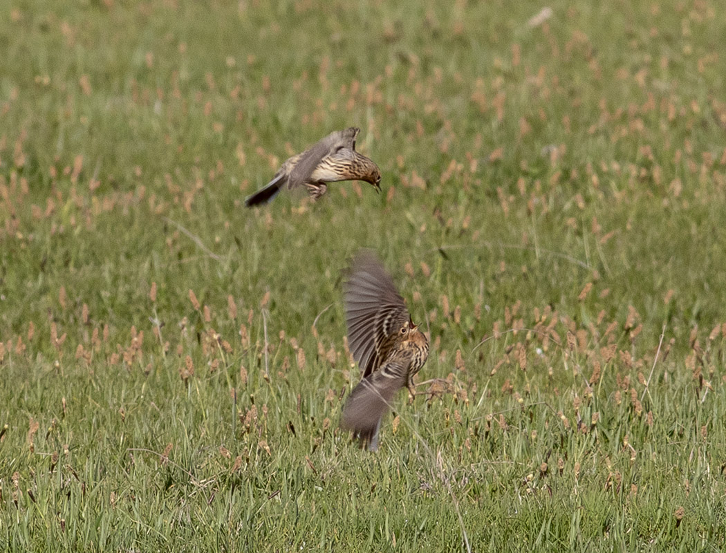 Kızılgerdanlı incirkuşu