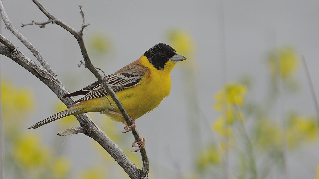 Karabaşlı kirazkuşu