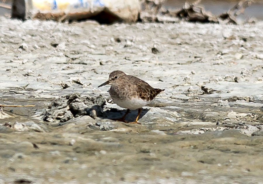 Sarıbacaklı kumkuşu